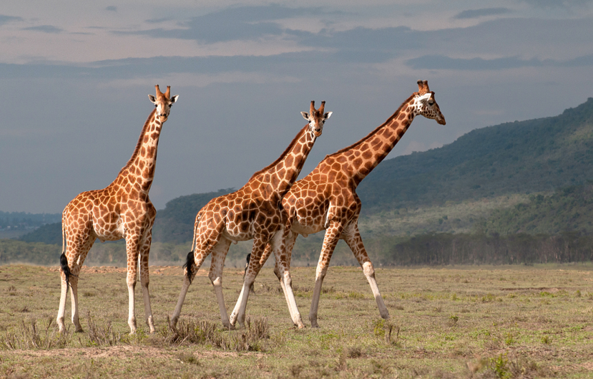 埃塞俄比亞航空慶祝中國航線全面復航 首個非洲多國游團隊啟程 埃塞俄比亞航空慶祝中國航線全面復航 首個非洲多國游團隊啟程