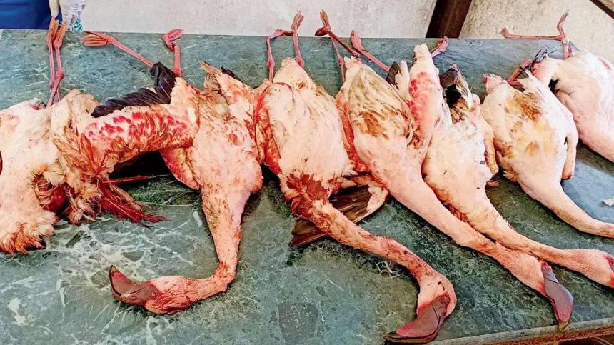 阿聯酋航空一航班遭遇鳥擊 撞死40只火烈鳥 飛機受損停飛 阿聯酋航空一航班遭遇鳥擊 撞死40只火烈鳥 飛機受損停飛