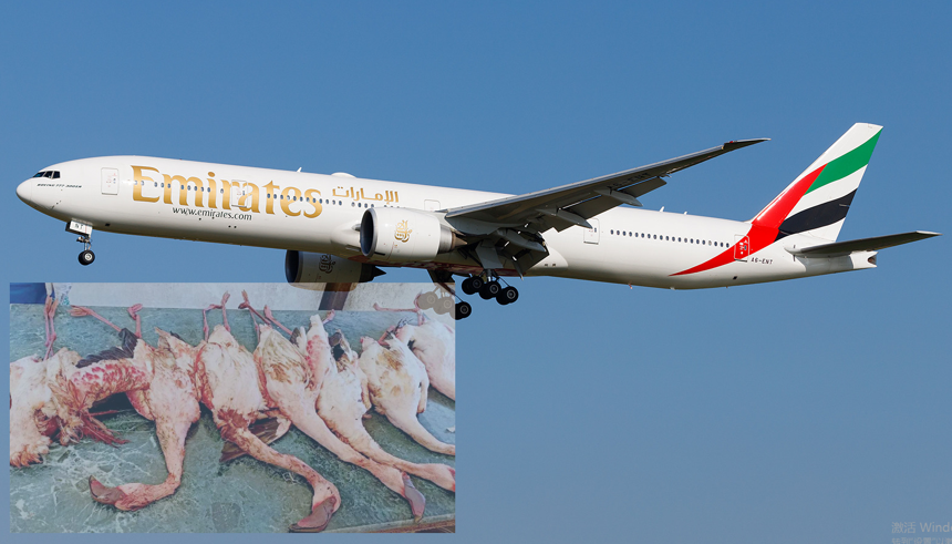 阿聯酋航空一航班遭遇鳥擊 撞死40只火烈鳥 飛機受損停飛 阿聯酋航空一航班遭遇鳥擊 撞死40只火烈鳥 飛機受損停飛