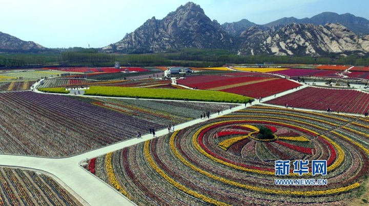 航拍河南駐馬店千畝郁金香