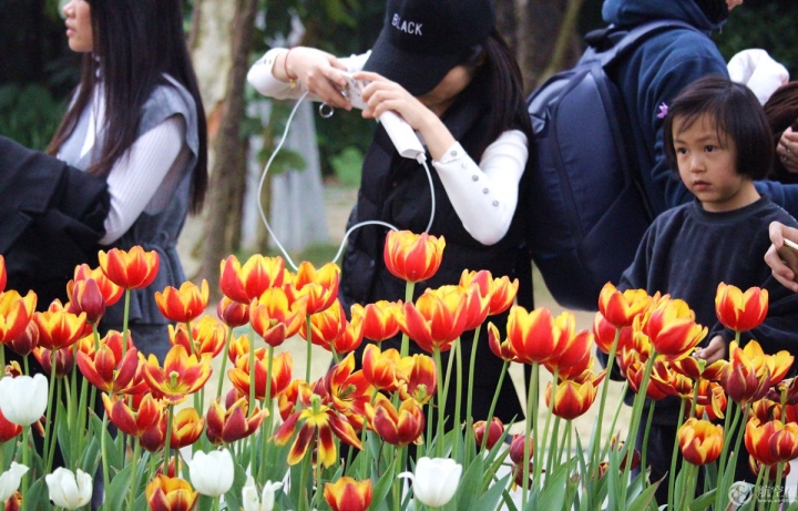 2017年春節(jié)期間，廣西南寧青秀山30多萬株郁金香引來眾多游客