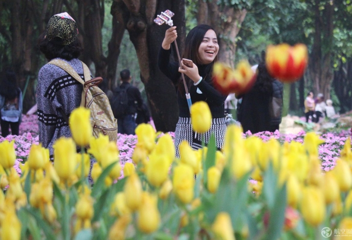  2017年春節(jié)期間，廣西南寧青秀山30多萬株郁金香引來眾多游客