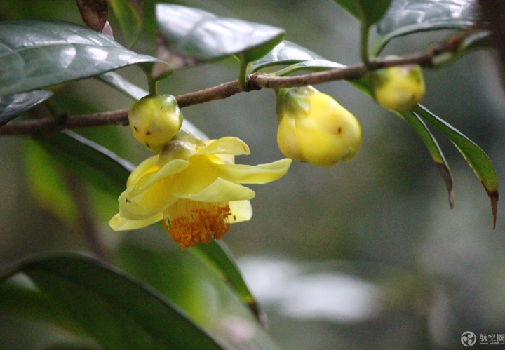 像一位翩翩起舞的小公主，拍攝于2月3日