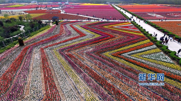 航拍河南駐馬店千畝郁金香