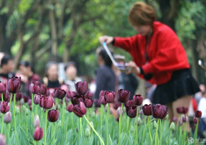 2017年春節(jié)期間，廣西南寧青秀山30多萬株郁金香引來眾多游客