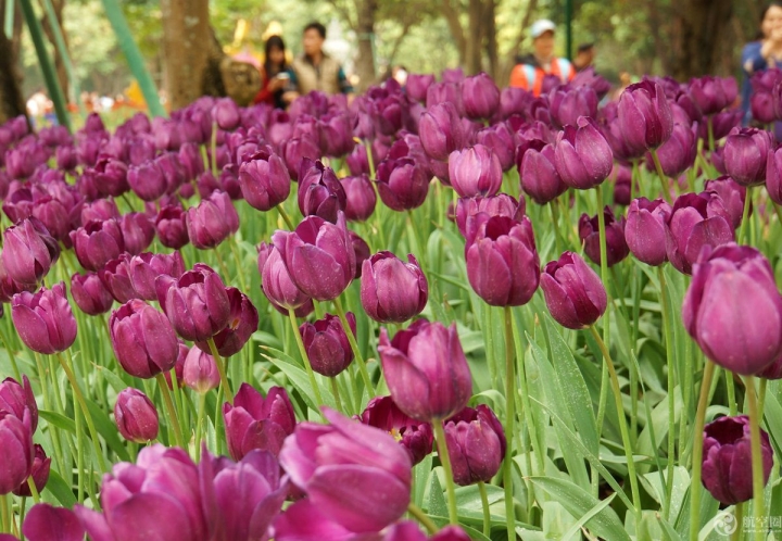 2017年春節(jié)期間，廣西南寧青秀山30多萬株郁金香引來眾多游客。
