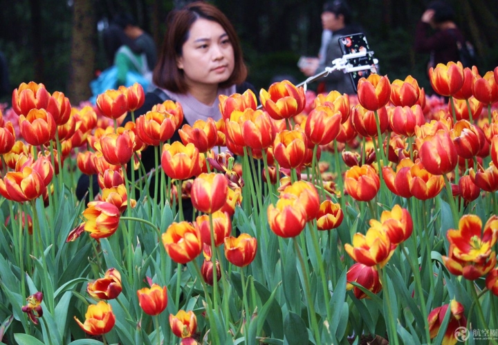  2017年春節(jié)期間，廣西南寧青秀山30多萬株郁金香引來眾多游客