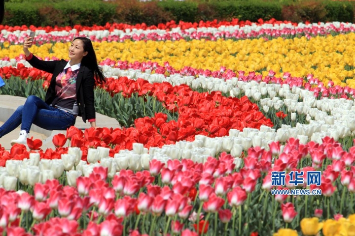 航拍河南駐馬店千畝郁金香