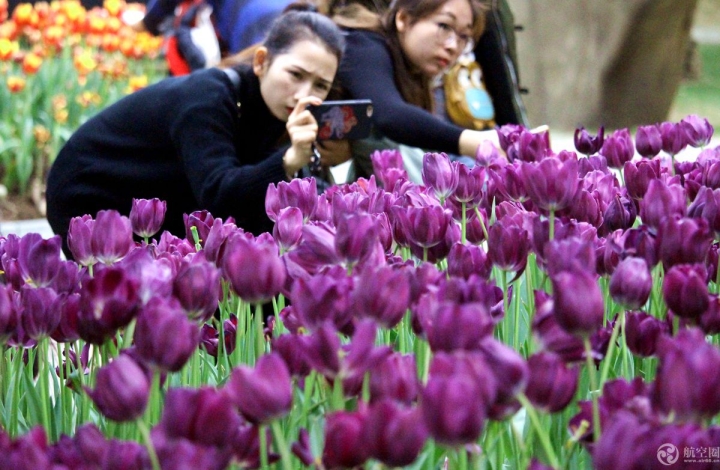  2017年春節(jié)期間，廣西南寧青秀山30多萬株郁金香引來眾多游客