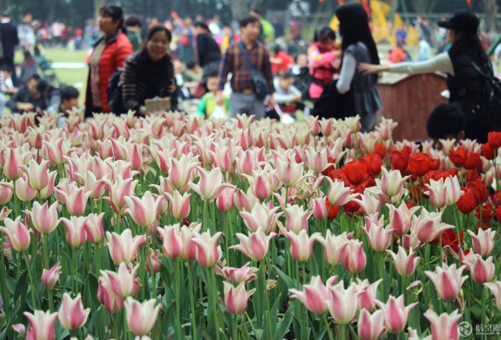  2017年春節(jié)期間，廣西南寧青秀山30多萬株郁金香引來眾多游客