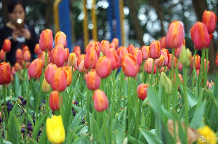  2017年春節(jié)期間，廣西南寧青秀山30多萬株郁金香引來眾多游客