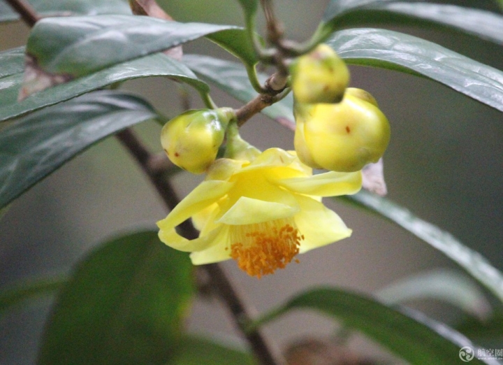 像一位翩翩起舞的小公主，拍攝于2月3日