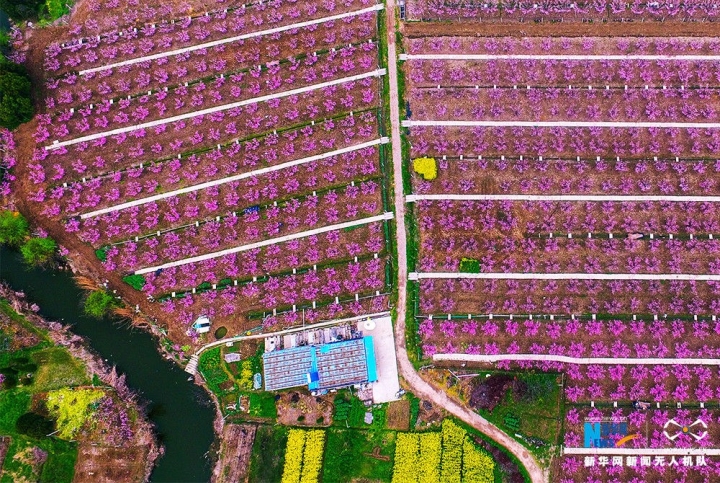 航拍江蘇常州雪堰鎮(zhèn)萬(wàn)畝桃林披粉裝  