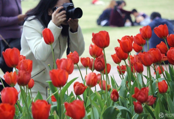  2017年春節(jié)期間，廣西南寧青秀山30多萬株郁金香引來眾多游客