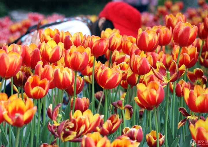  2017年春節(jié)期間，廣西南寧青秀山30多萬株郁金香引來眾多游客