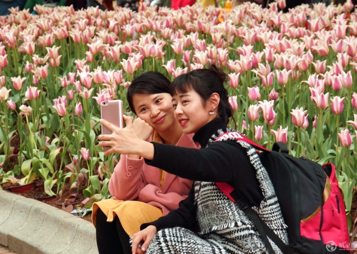  2017年春節(jié)期間，廣西南寧青秀山30多萬株郁金香引來眾多游客