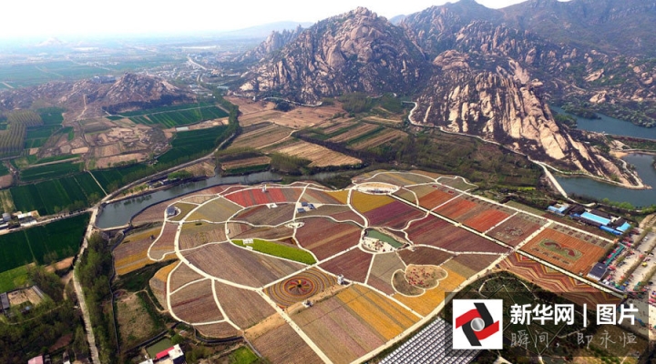 航拍河南駐馬店千畝郁金香