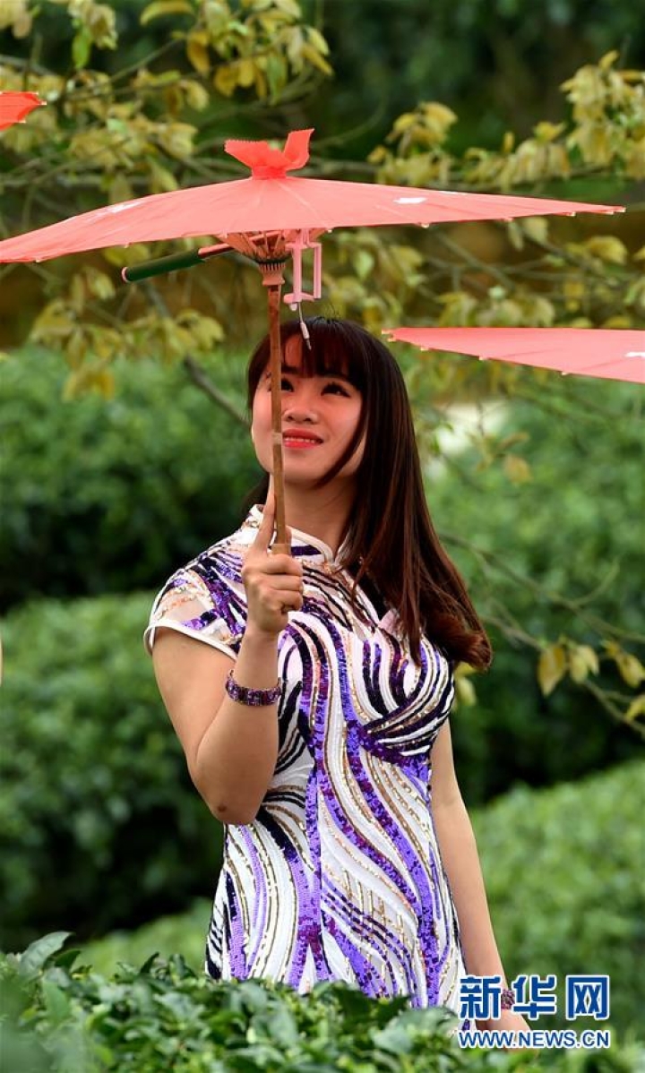 模特們在茶園里身著旗袍走秀