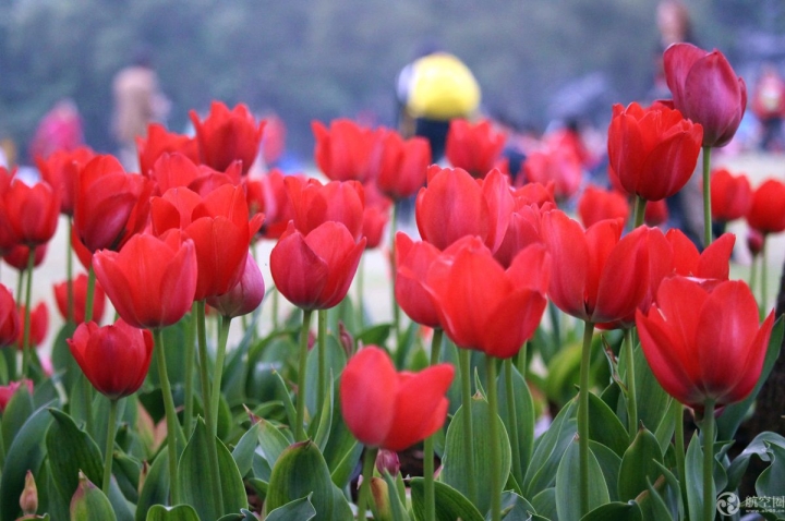  2017年春節(jié)期間，廣西南寧青秀山30多萬株郁金香引來眾多游客