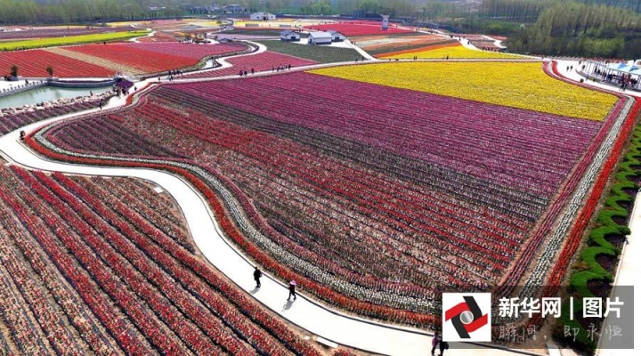 航拍河南駐馬店千畝郁金香