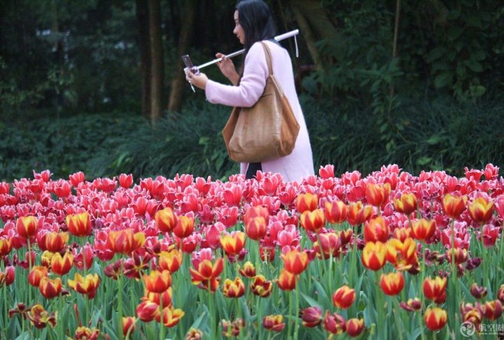  2017年春節(jié)期間，廣西南寧青秀山30多萬株郁金香引來眾多游客