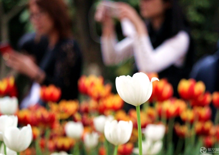  2017年春節(jié)期間，廣西南寧青秀山30多萬株郁金香引來眾多游客