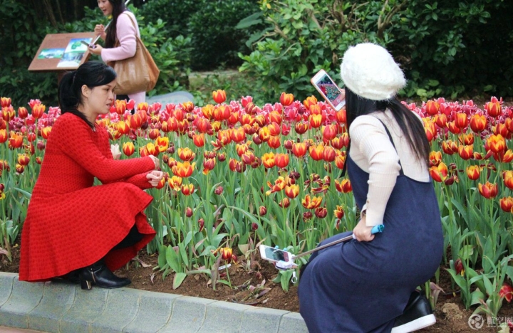  2017年春節(jié)期間，廣西南寧青秀山30多萬株郁金香引來眾多游客