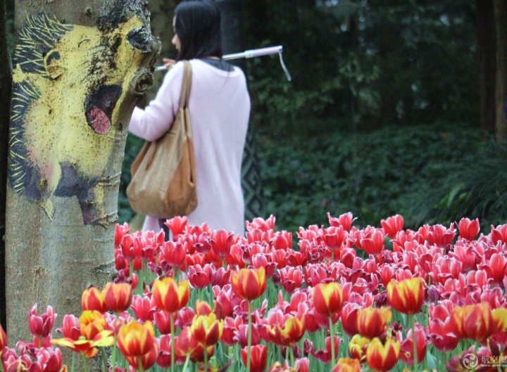  2017年春節(jié)期間，廣西南寧青秀山30多萬株郁金香引來眾多游客