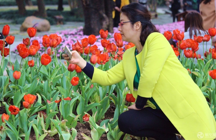  2017年春節(jié)期間，廣西南寧青秀山30多萬株郁金香引來眾多游客