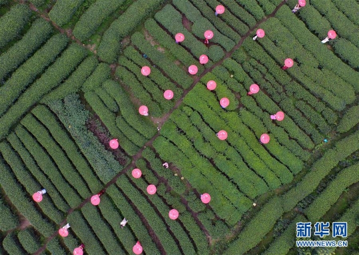 模特們在茶園里身著旗袍走秀