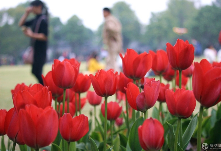  2017年春節(jié)期間，廣西南寧青秀山30多萬株郁金香引來眾多游客