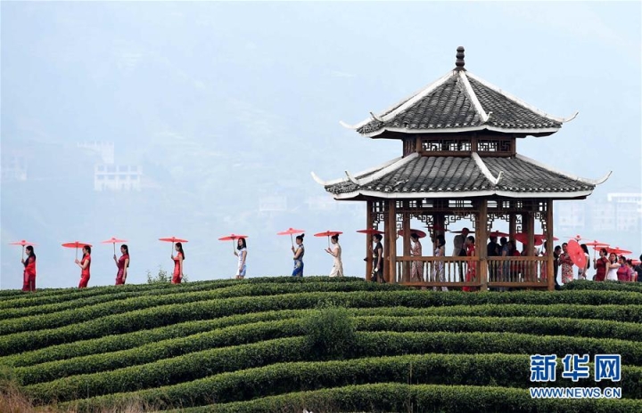 模特們在茶園里身著旗袍走秀